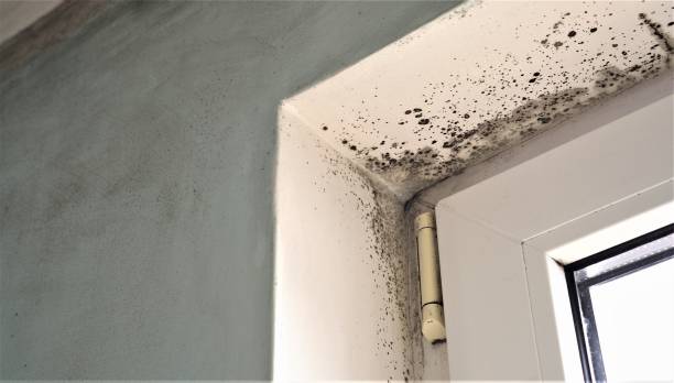 Best Commercial Mold Inspection  in Gladstone, OR