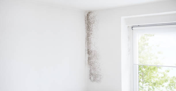 Best Basement Mold Removal  in Gladstone, OR